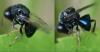 Perilampus ruficornis